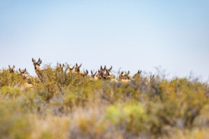Antelope heads peaking over sagebrush in Sheldon National Wildlife Refuge.