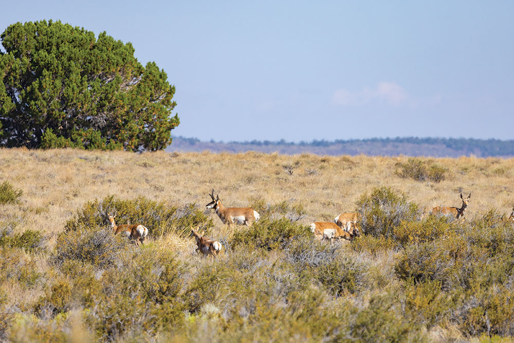 Pronghorn Antelope in the sagebrush