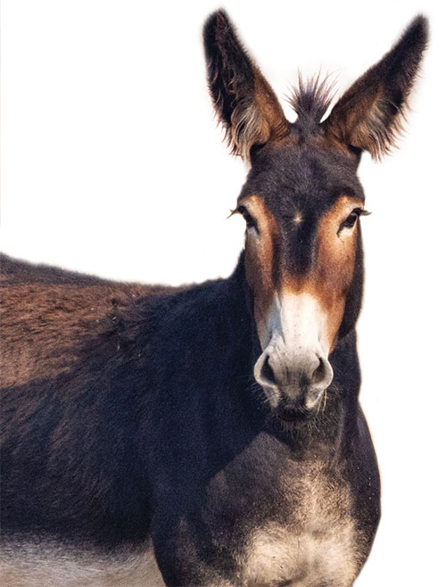 Close-up of a burro 