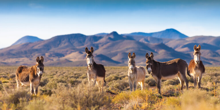 An Ode to the Desert Jackass