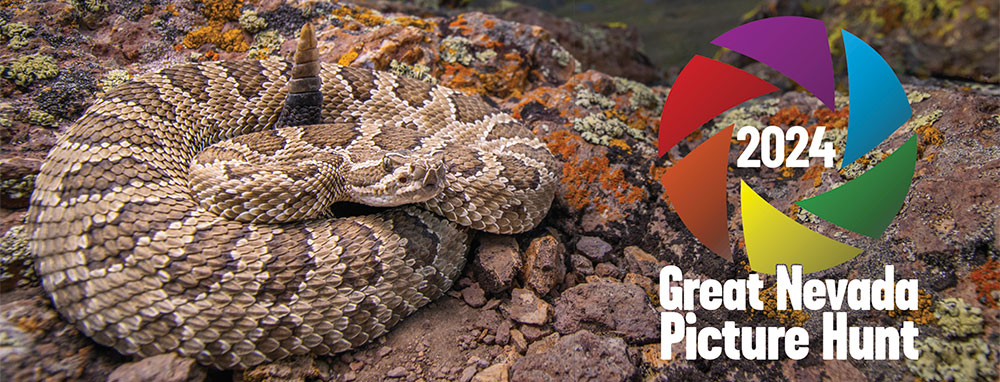2024 Great Nevada Picture Hunt Results