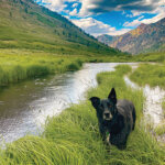 A dog standing on a strip of long grasses in the middle of a river in a large valley surrounded by mountains