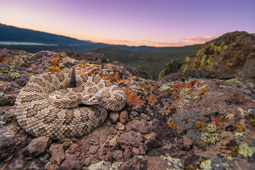 A coiled Great Basin Rattlesnake, with Washoe Lake and the sunset in the background.