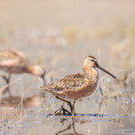 Shorebirds on Washoe Lake