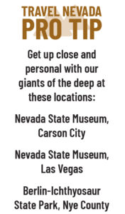 Travel Nevada Pro Tip: Get up close and personal with our giants of the deep at these locations: Nevada State Museum, Carson City Nevada State Museum, Las Vegas Berlin-Ichthyosaur State Park, Nye County