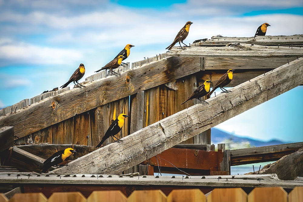 Yellow-headed blackbirds sitting on an old wooden structure