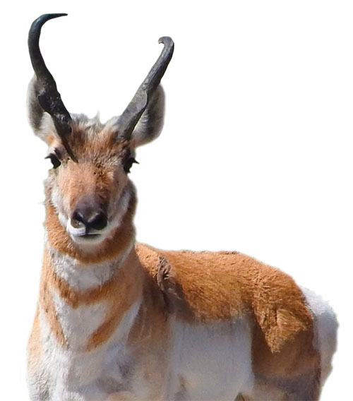 Close-up of a pronghorn antelope