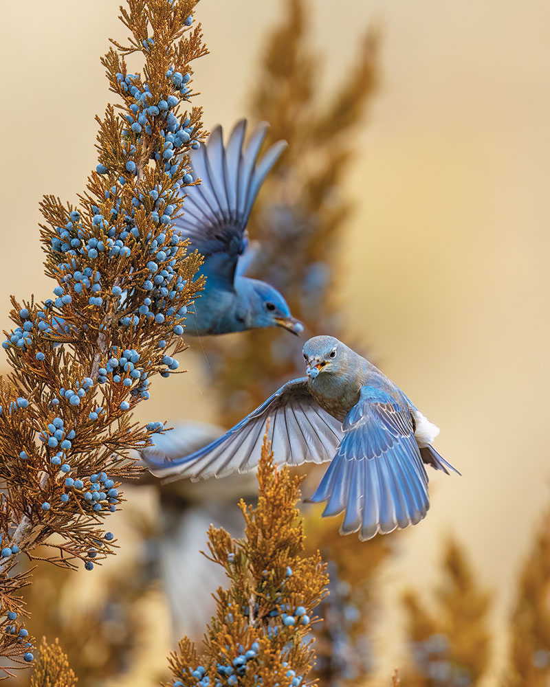 Mountain bluebirds eating juniper berries and flying.