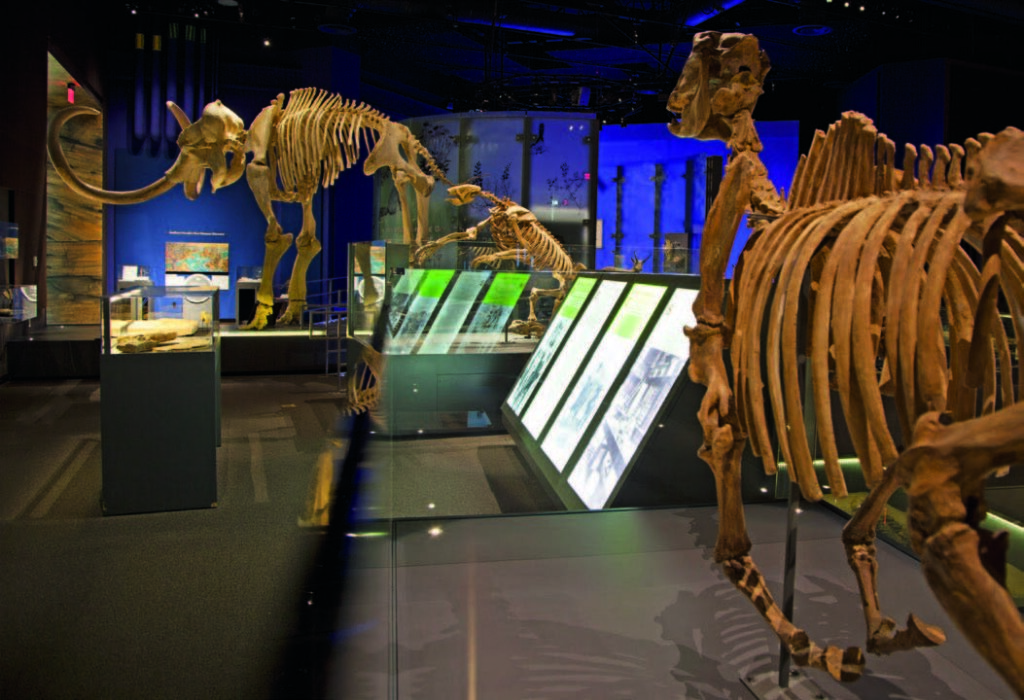 Dinosaur skeleton exhibits stand prominently in a dimly lit museum hall with informational panels and blue walls.