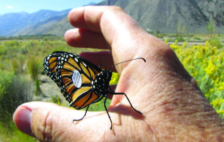 Monarch Butterfly