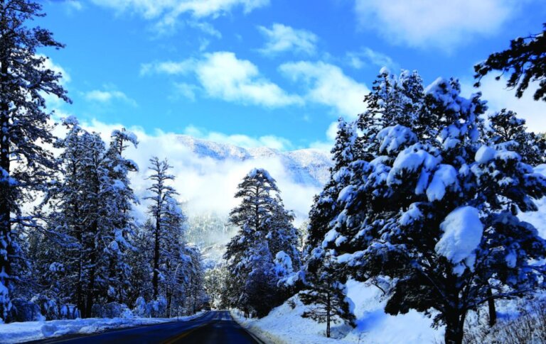 Winter Wonderland
