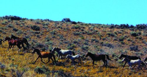 Stevens Camp: An Oasis in the Black Rock Desert