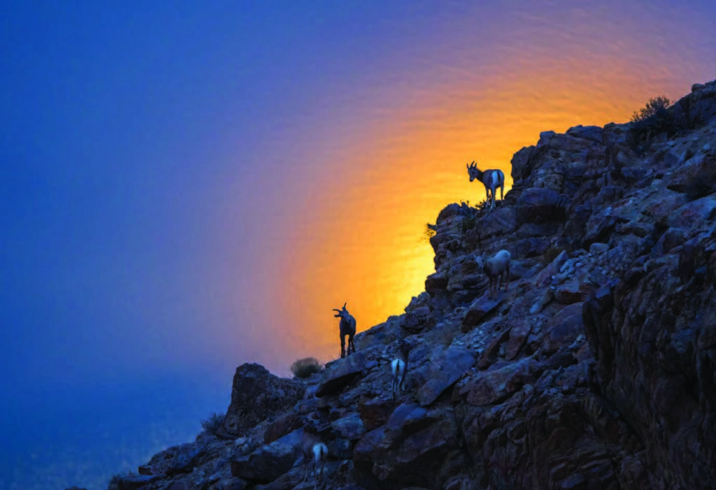 Goats standing on rocky hillside at sunset, silhouetted against a vibrant orange and blue sky.