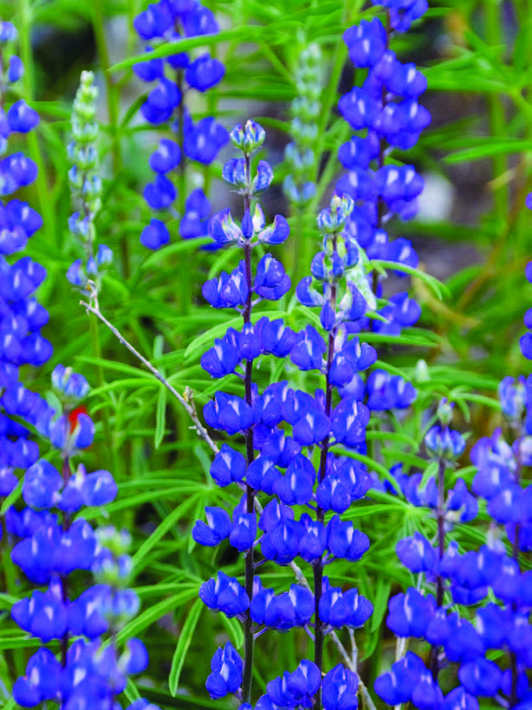Nevada Wildflowers