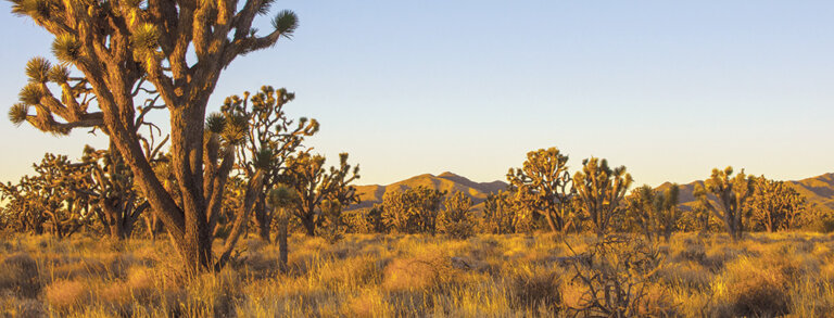 Wee Thump Joshua Tree Wilderness