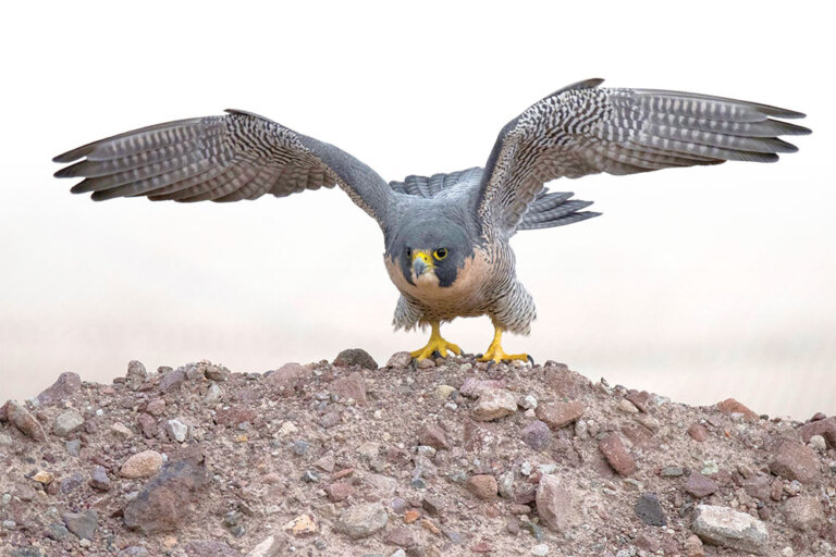 Springtime in Nevada is for the Birds