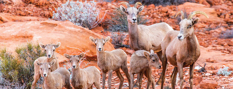 Wildlife Photography