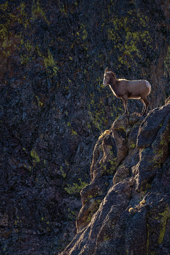 A rim-lit bighorn sheep stands on a cliff edge