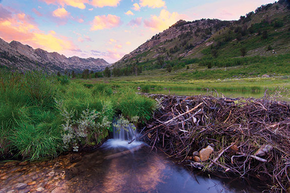 Through the Lens: Lamoille Canyon