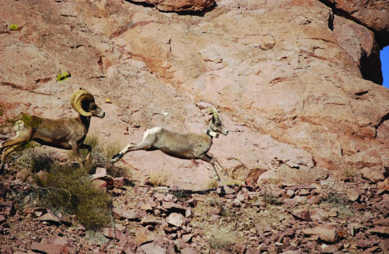 Hunters and Conservation are a Natural Pair