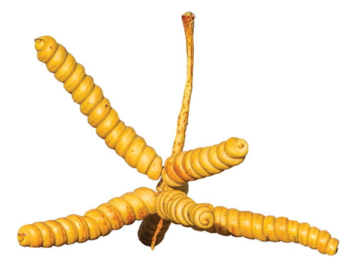 Screwbean mesquite seed pod