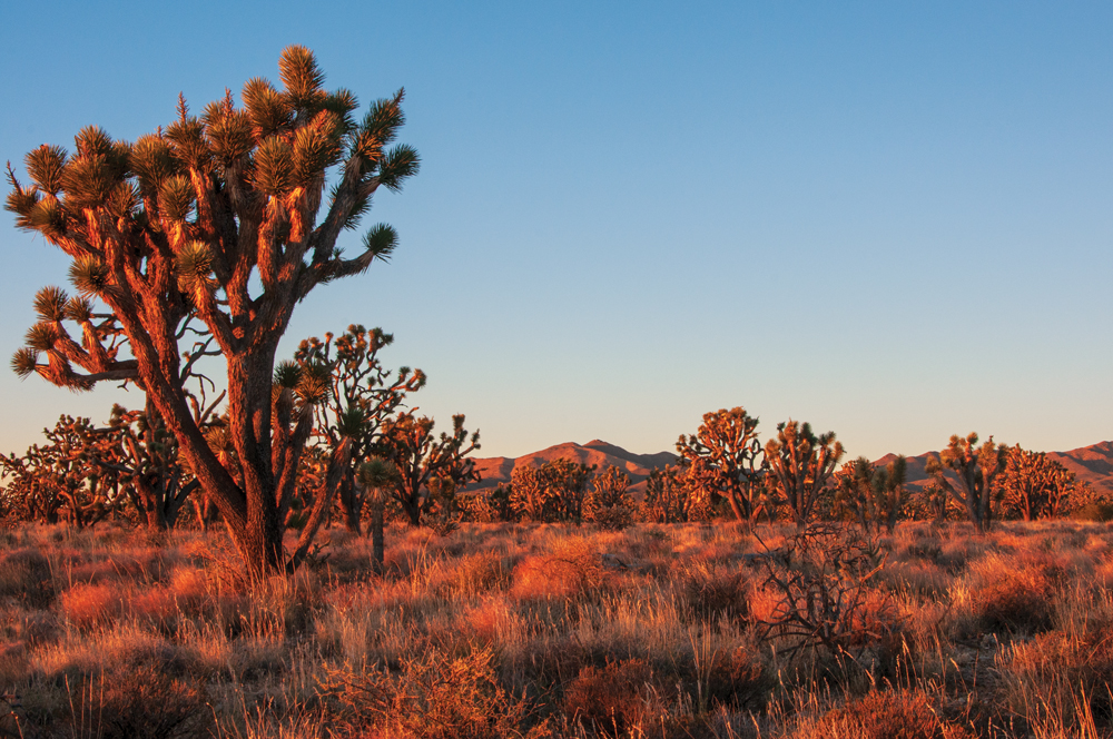Joshua trees in Wee Thump Joshua Tree Wilderness