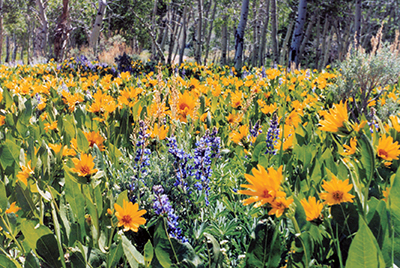 Why I Love Nevada by Karen Cazier