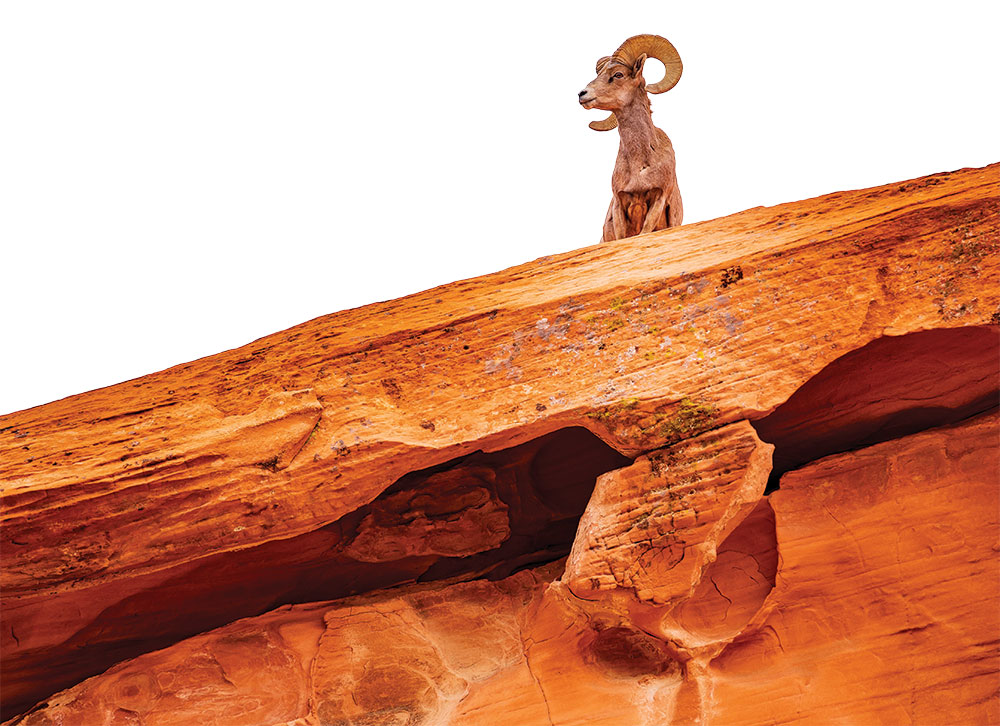 A mountain goat stands atop a red rock cliff at Valley of Fire State Park.