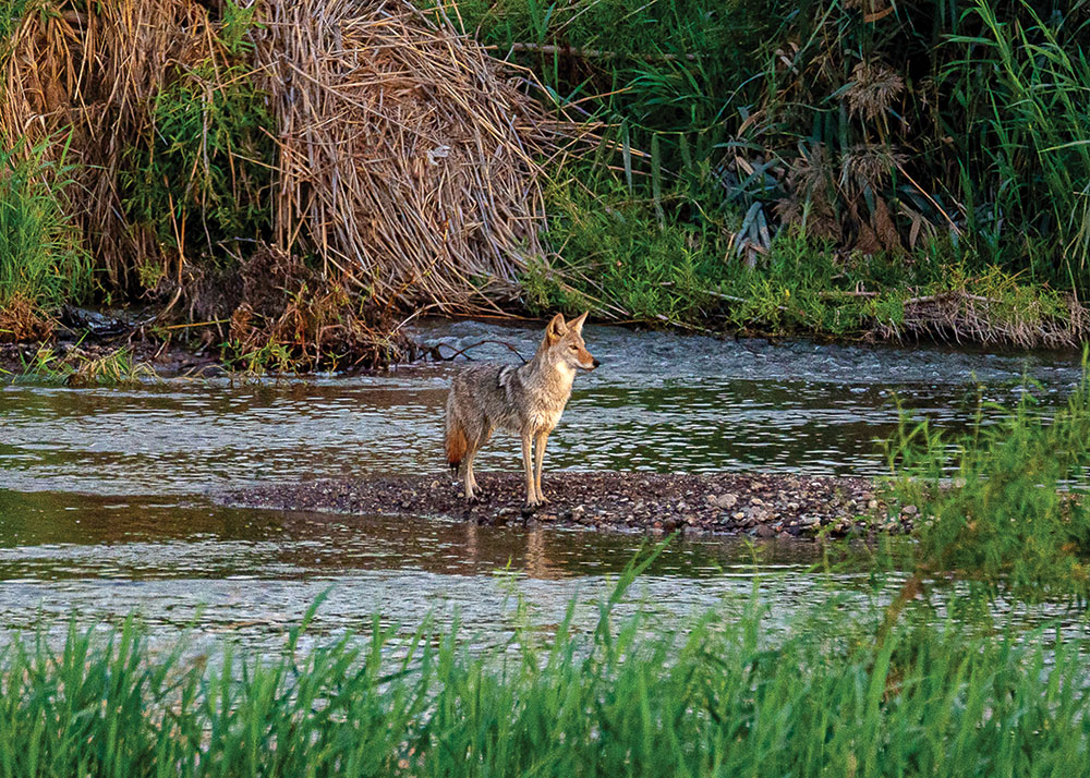 A coyote standing on a small rocky peninsula in a river
