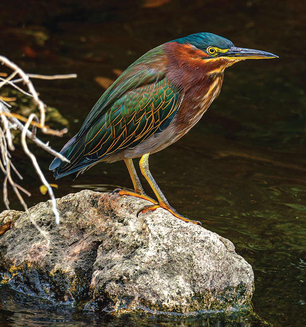 A green heron standing on a rock
