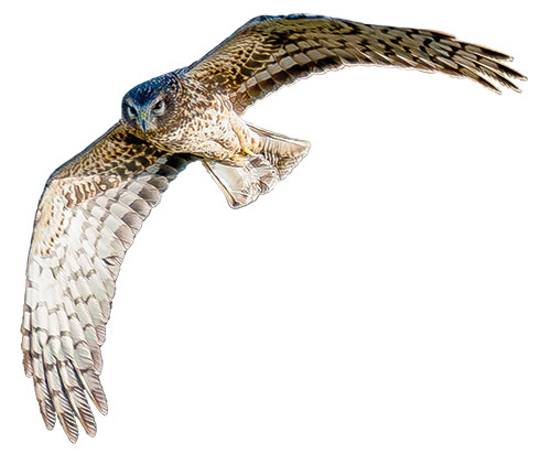 Northern harrier in flight