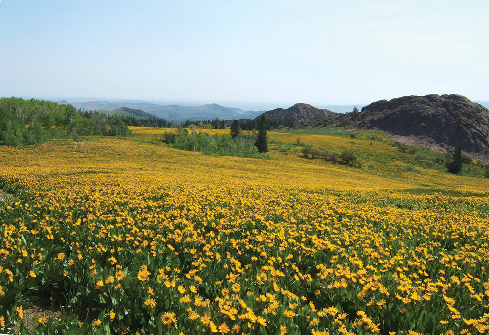 Yellow wildflowers at Wild Horse State Recreation Area. Trees and mountains in the distance. Photo ©Nevada State Parks