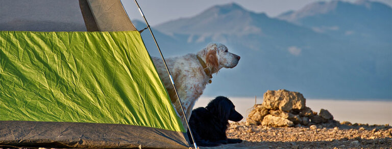 Your Favorite Nevada Pet Exploring Outdoors