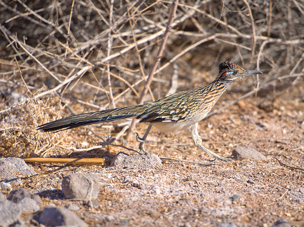 A roadrunner among sagebrush