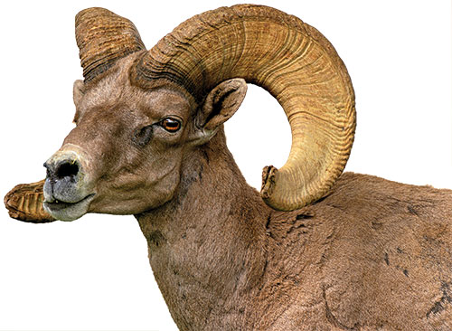 Close-up of a bighorn sheep head