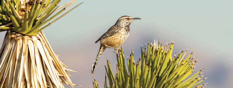 Birding Among The Ancient Ones