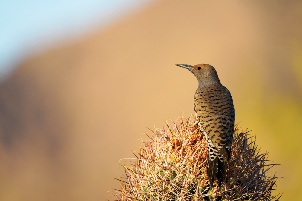 Gilded Flicker in Wee Thump Joshua Tree Wilderness.