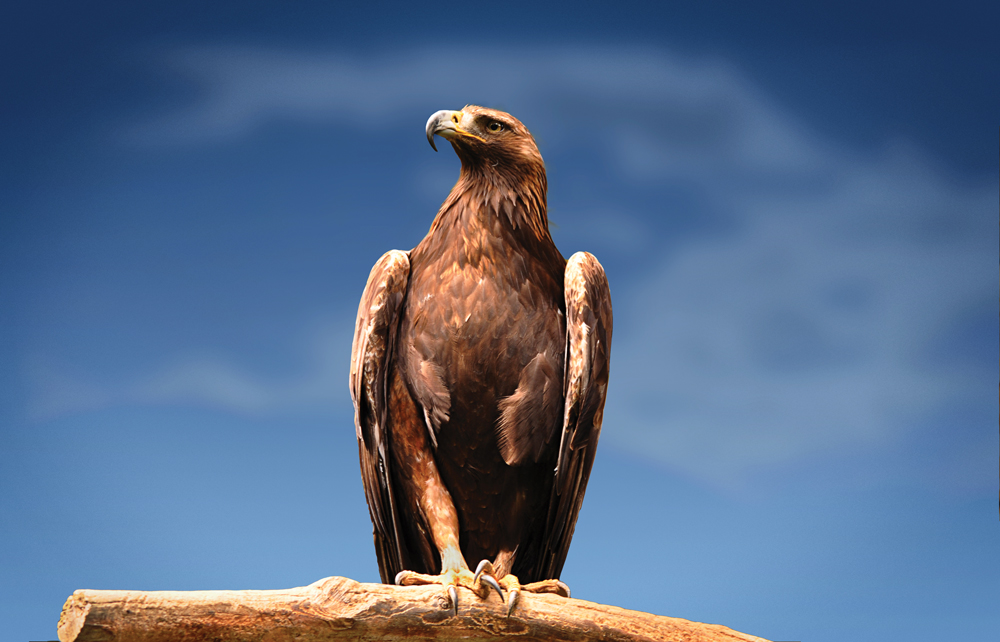 Golden Eagle in Wee Thump Joshua Tree Wilderness.