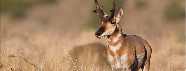 Pronghorn Antelope