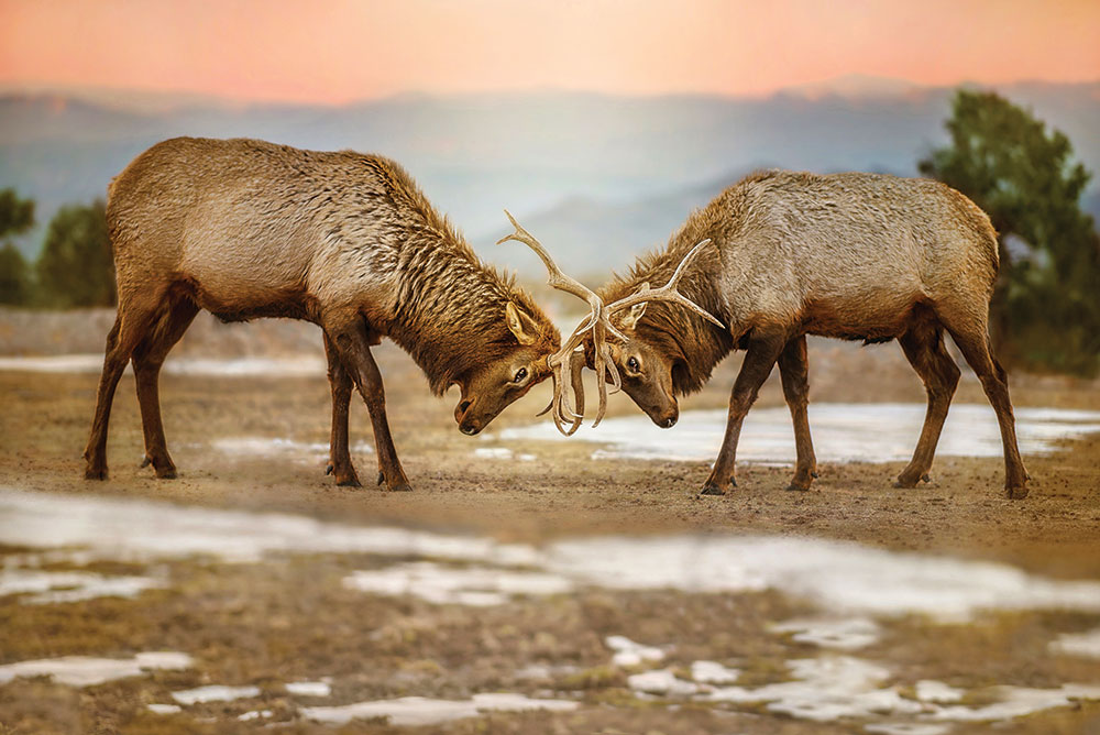 Two Rocky Mountain Elk with locked antlers