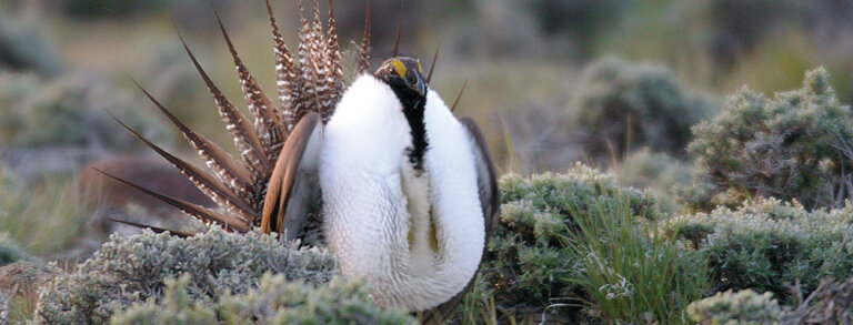 Sage Grouse
