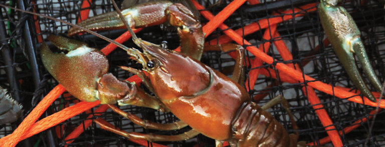Tahoe Lobster Company