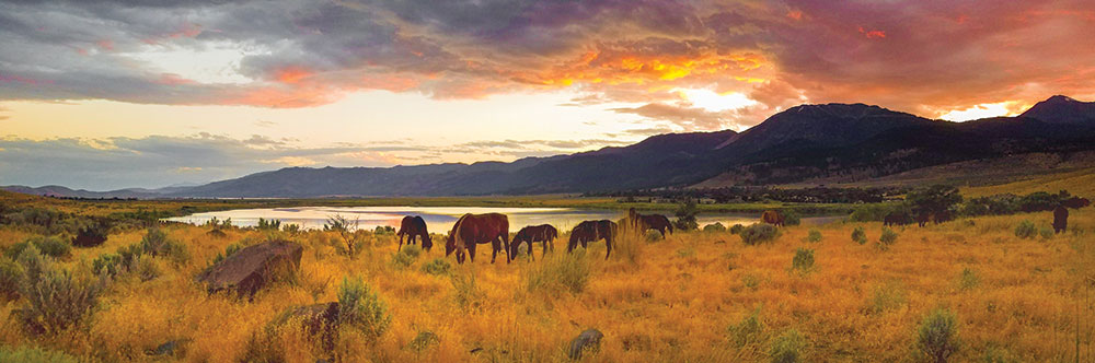 A small band of brown mustangs grazing near Washoe Lake at sunset