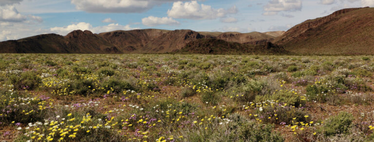 Wildflowers