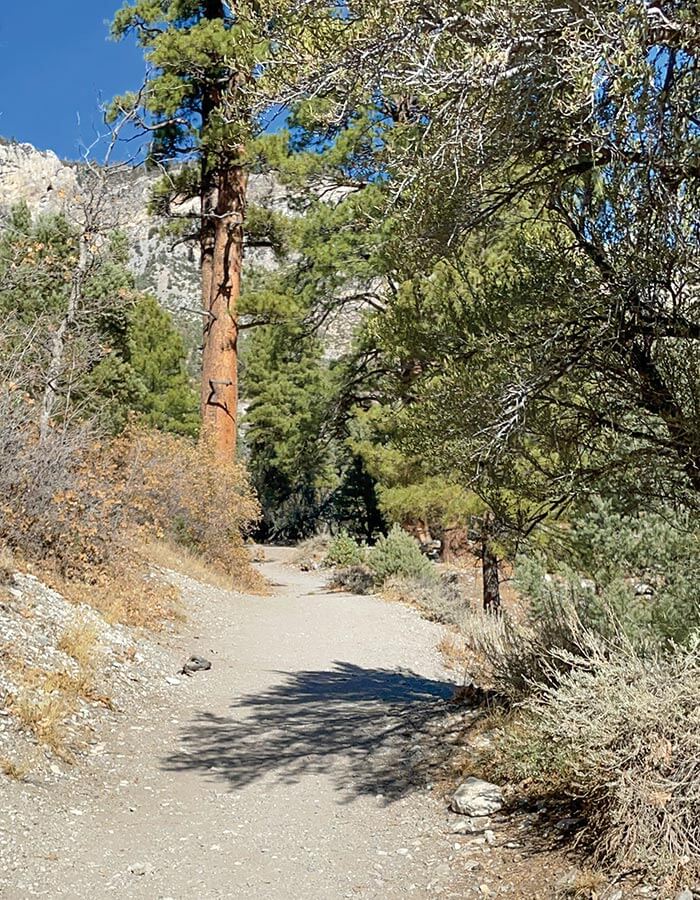 hiking trail at mt charleston near las vegas nv