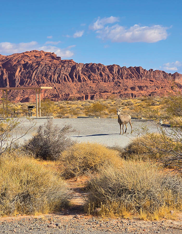 desert bighorn sheep at valley of fire state park