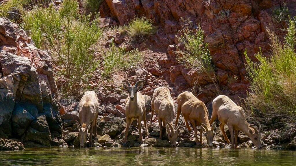 bighorn sheep Trek Las Vegas Kayaking Tours and Rentals, southern nevada, kayak, las vegas