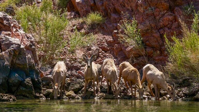 bighorn sheep Trek Las Vegas Kayaking Tours and Rentals, southern nevada, kayak, las vegas