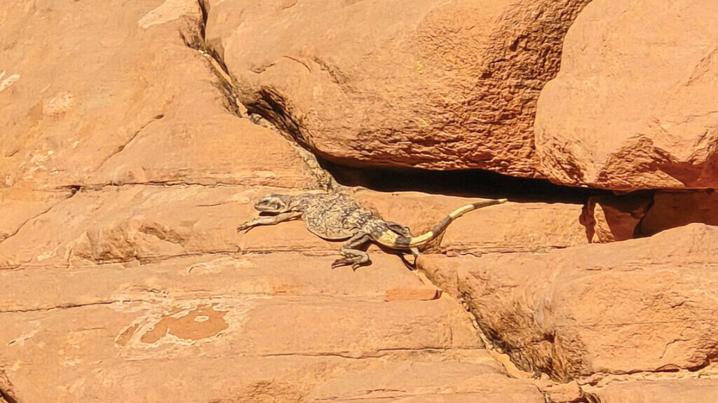 chuckwalla at valley of fire state park nevada
