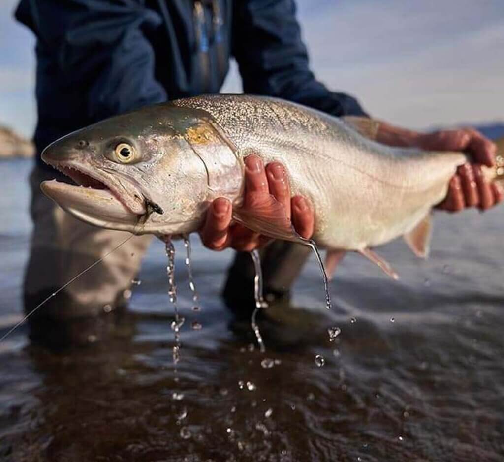 lahontan cutthroat trout pyramid lake